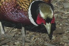 pheasant 18.jpg